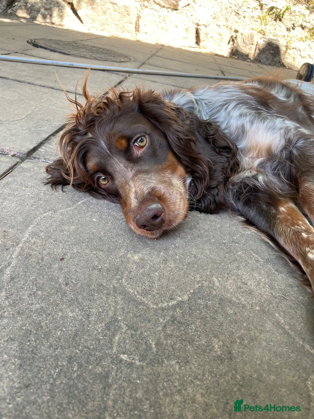 Cocker Spaniel dogs for sale: KC Registered Cocker Spaniel  - Advert 2