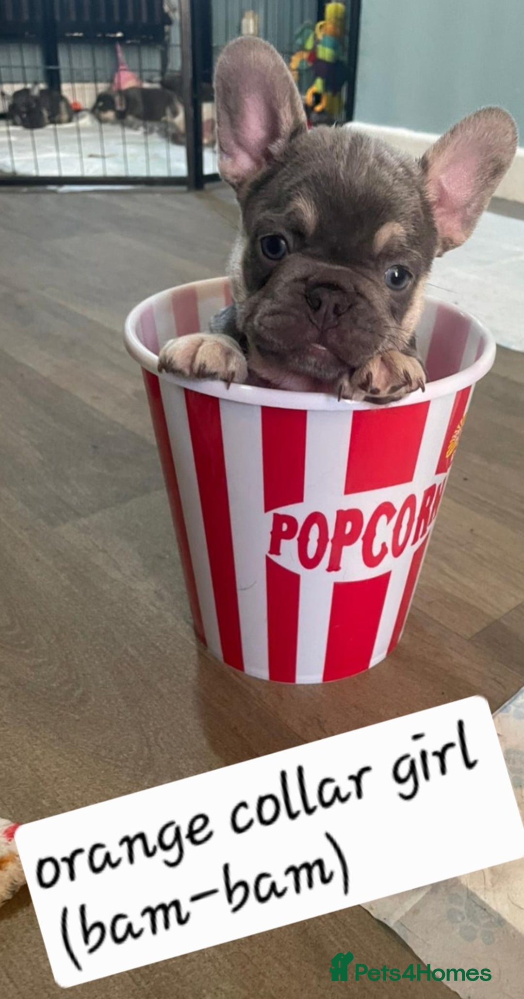 French Bulldog dogs for sale: Beautiful brindle french-bulldog girl left!  - Image 5