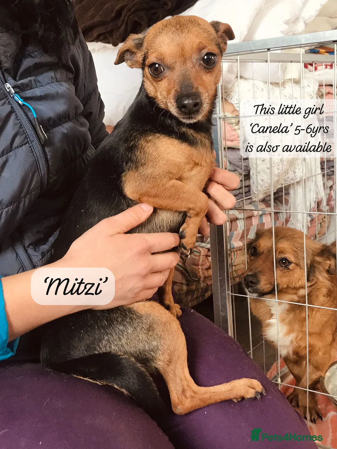 Mixed Breed dogs for adoption: Mitzi, Small 3-5 yr old. Available for adoption. - Advert 4