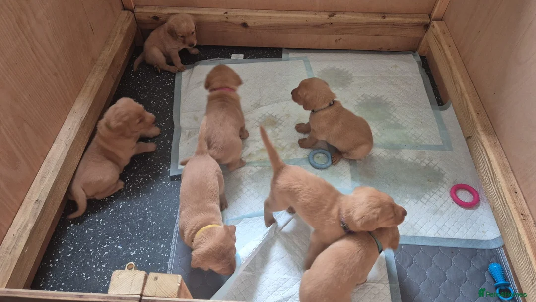 Labrador Retriever dogs for sale: Homebreed Red Fox Labrador Puppies  - Advert 2