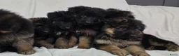 German Shepherd dogs for sale: Gorgeous German Shepherd Puppies For Sale - Advert 6