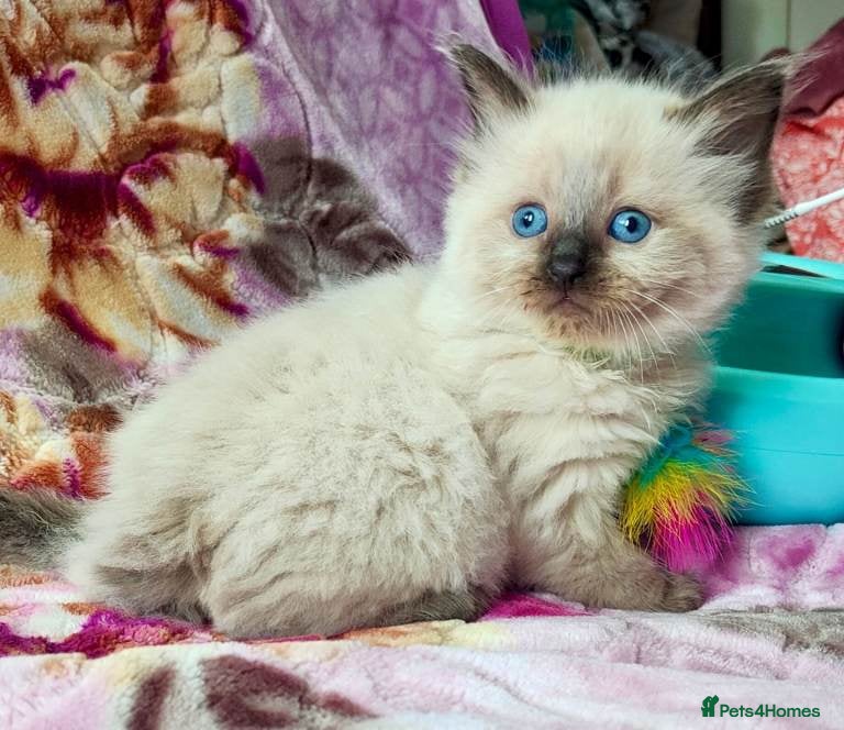 Ragdoll cats Stunning Ragdoll Kittens Looking for Forever Homes - Advert 7