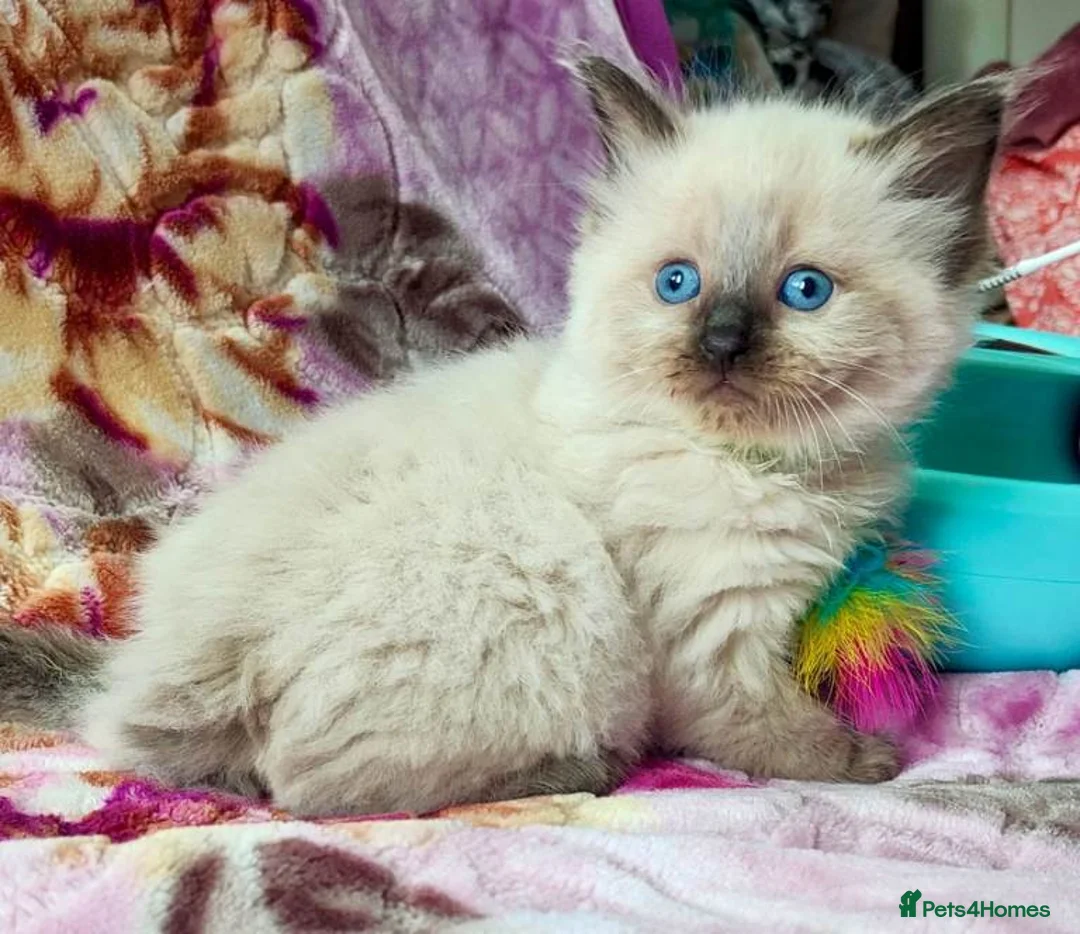 Ragdoll cats for sale: Stunning Ragdoll Kittens Looking for Forever Homes - Advert 1