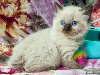 Ragdoll cats Stunning Ragdoll Kittens Looking for Forever Homes - Advert 1