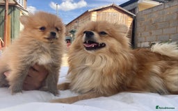 Pomeranian dogs for sale: Energetic Pome - Image 13