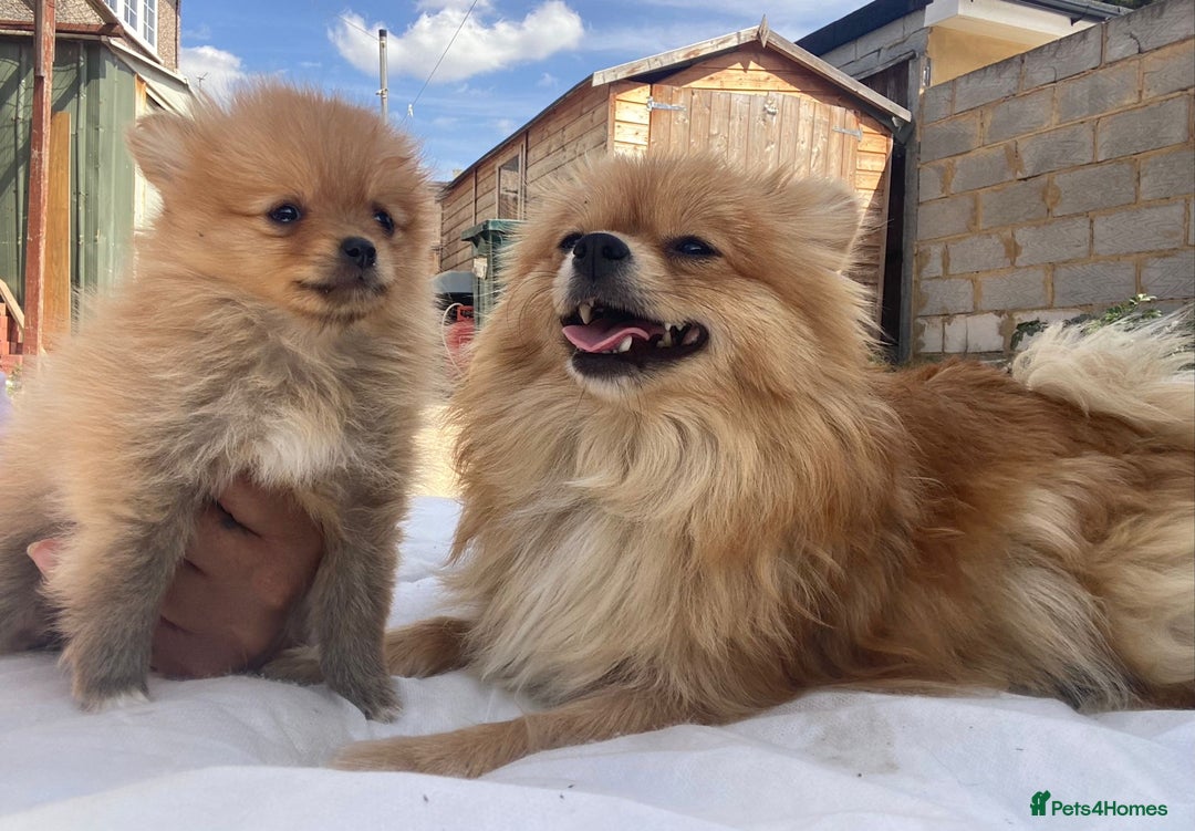 Pomeranian dogs for sale: Energetic Pome - Image 13
