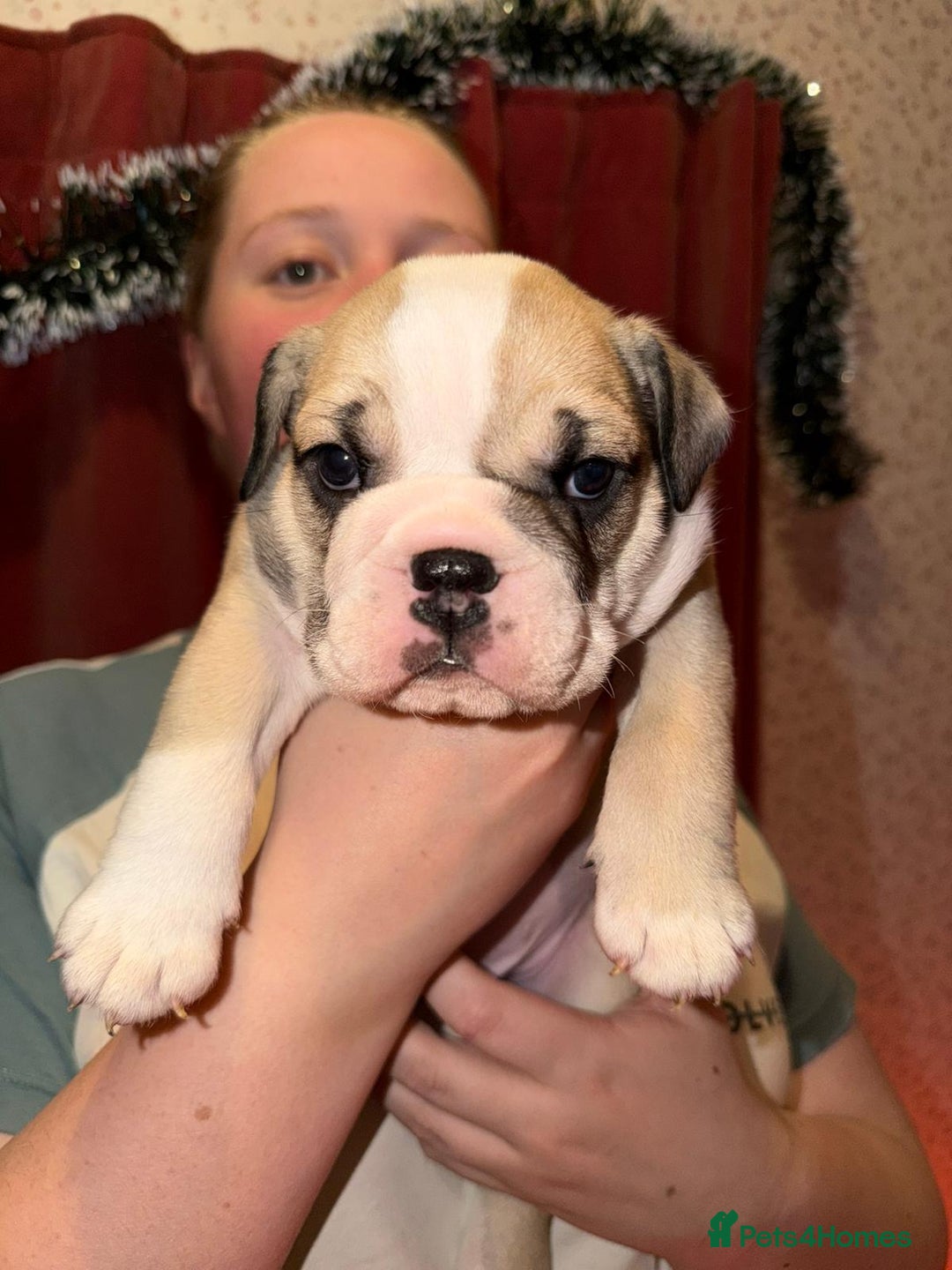 English Bulldog dogs for sale: English Bulldog Puppies Coloured  - Advert 19