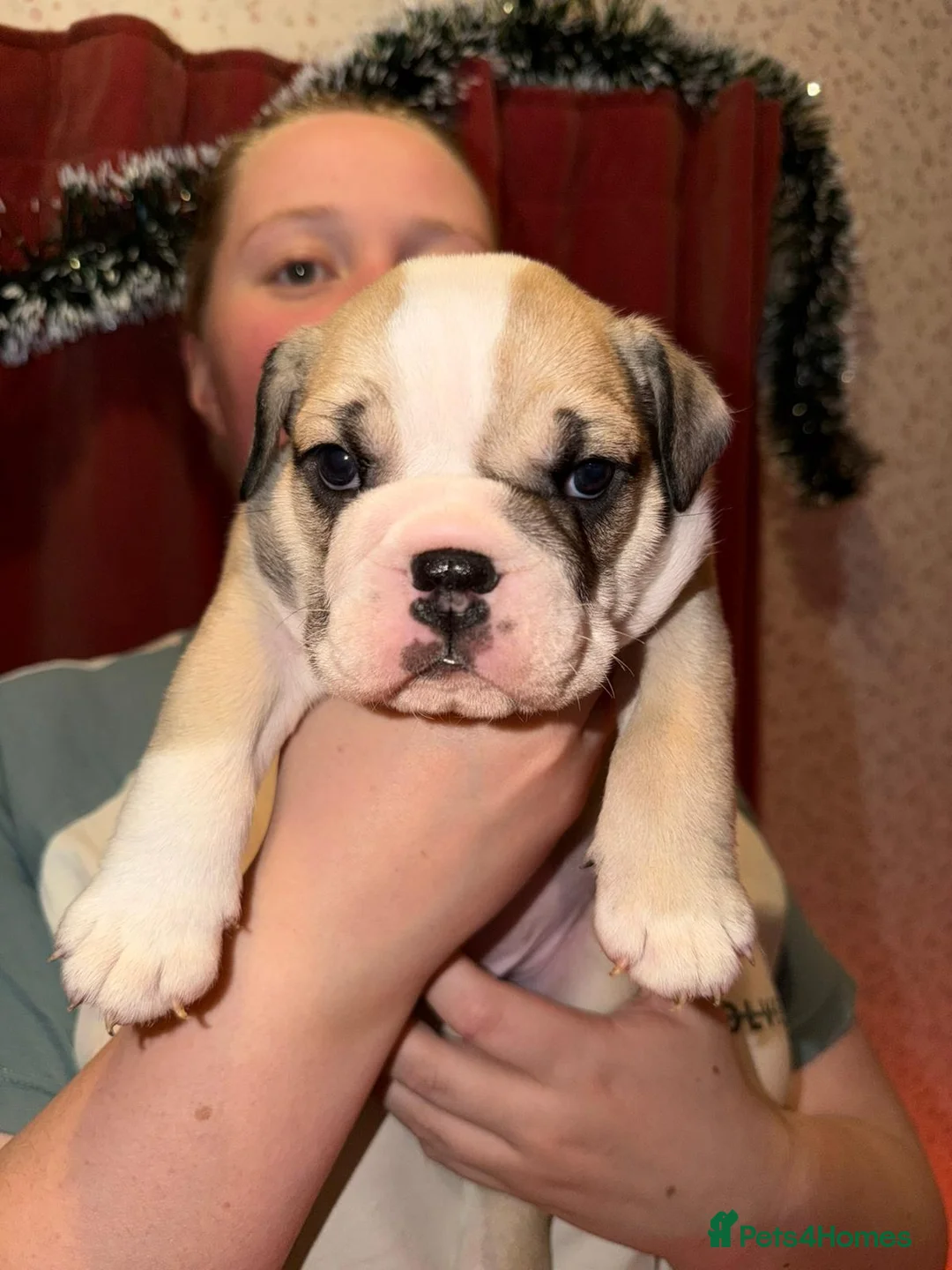 English Bulldog dogs for sale: English Bulldog Puppies Rare Coloured Ready now! - Advert 22