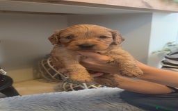 Cockapoo dogs for sale: Beautiful F1 Cockapoo puppies  - Image 6