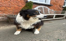 Border Collie dogs for sale: Handsome Border collie looking for retirement home - Image 2