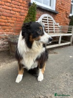 Border Collie dogs - Advert 10