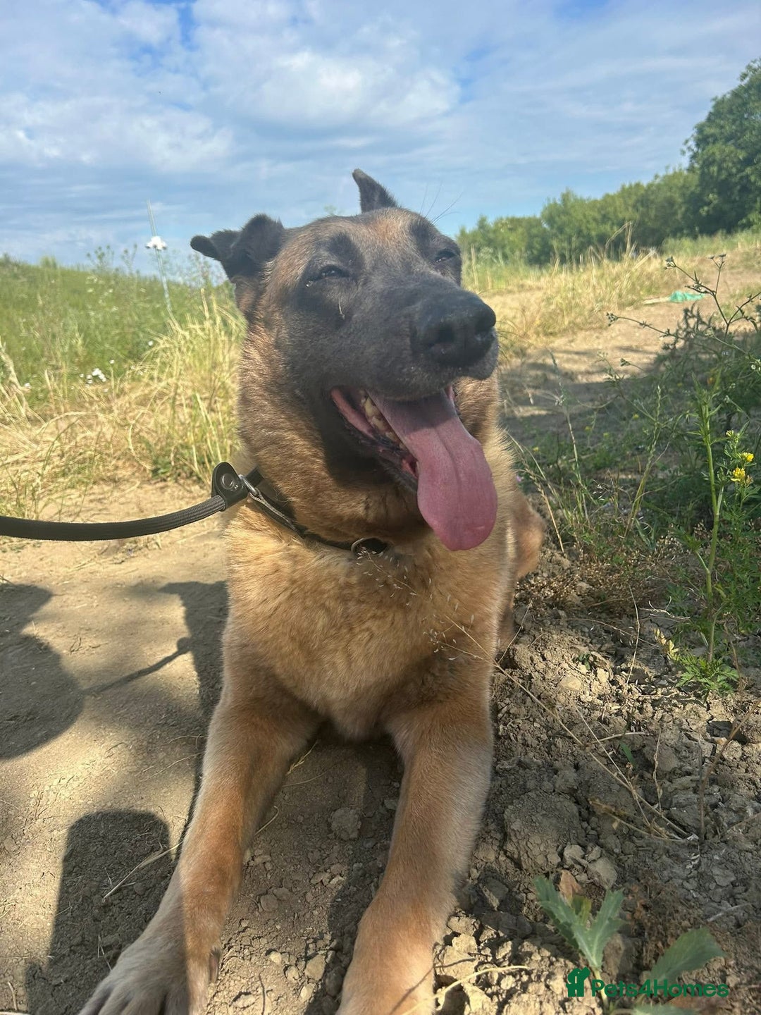 Mixed Breed dogs for adoption: Ava. Norwich Norfolk  - Image 13