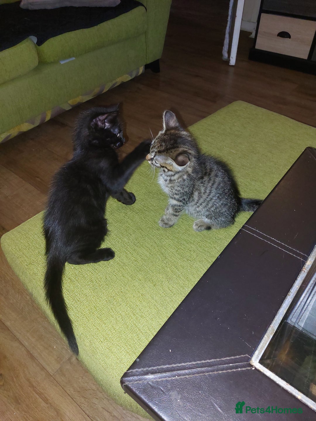 Mixed Breed cats for sale: Lovely confident kittens - Image 4