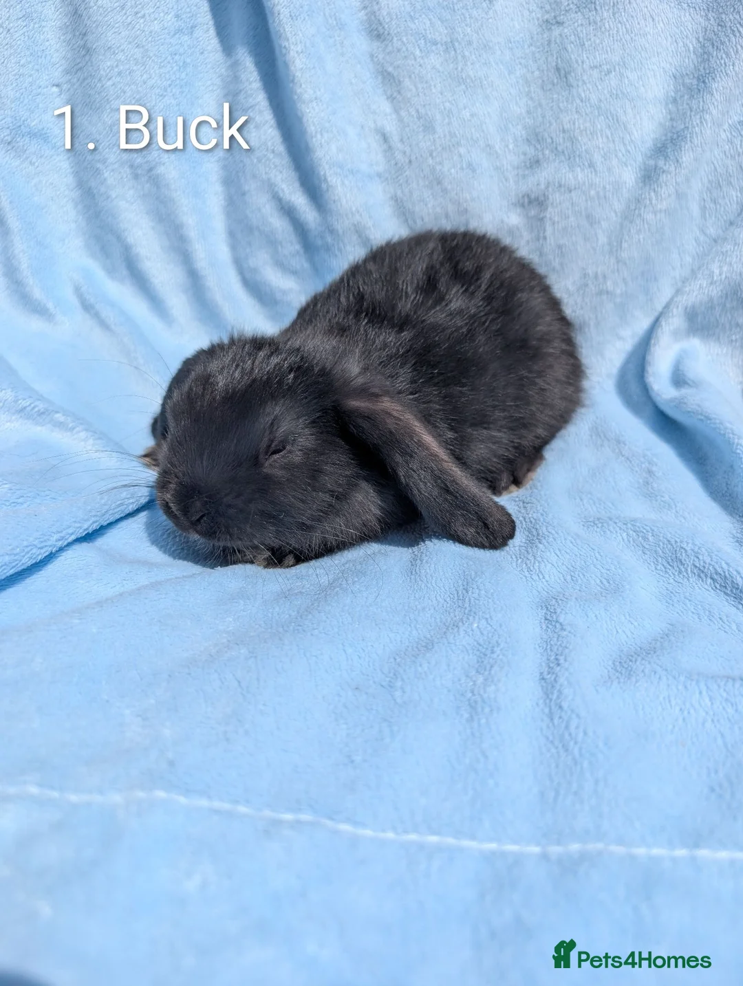 Mini Lop rabbits for sale: Stunning Mini Lops Ready Now - Advert 2