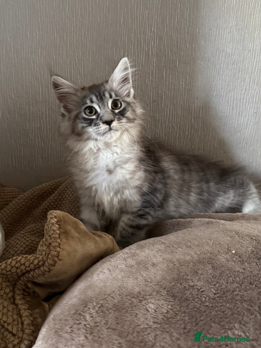 Maine Coon cats for sale: Ready now Maine Coon large Boys GCCF - Image 27