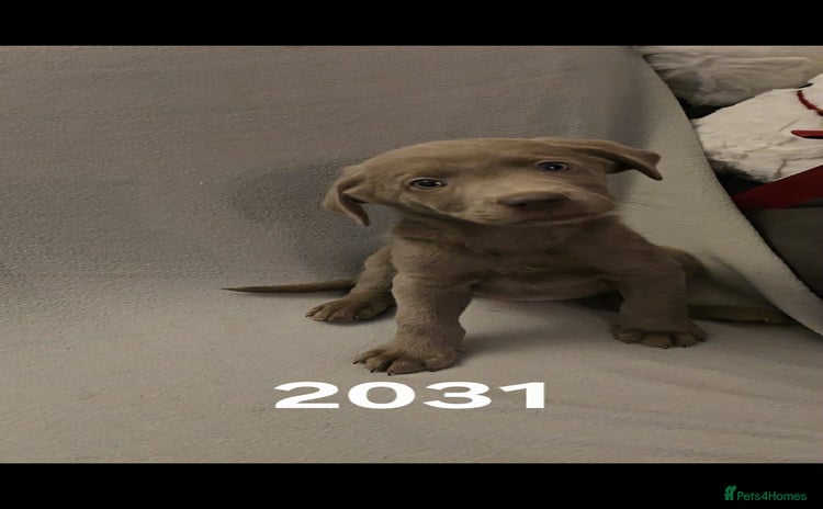 Labrador Retriever dogs Stunning silver Labradors  - Advert 1