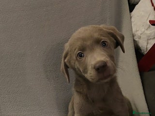 Labrador Retriever dogs Stunning silver Labradors - Advert 5