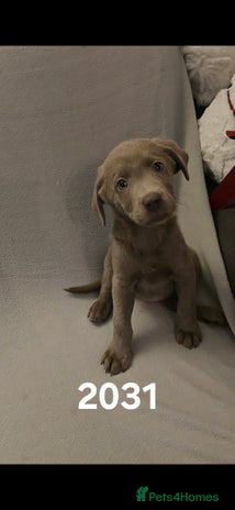 Labrador Retriever dogs Stunning silver Labradors - Advert 1