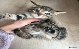 Bengal cats for sale: Bengal kittens - Image 5