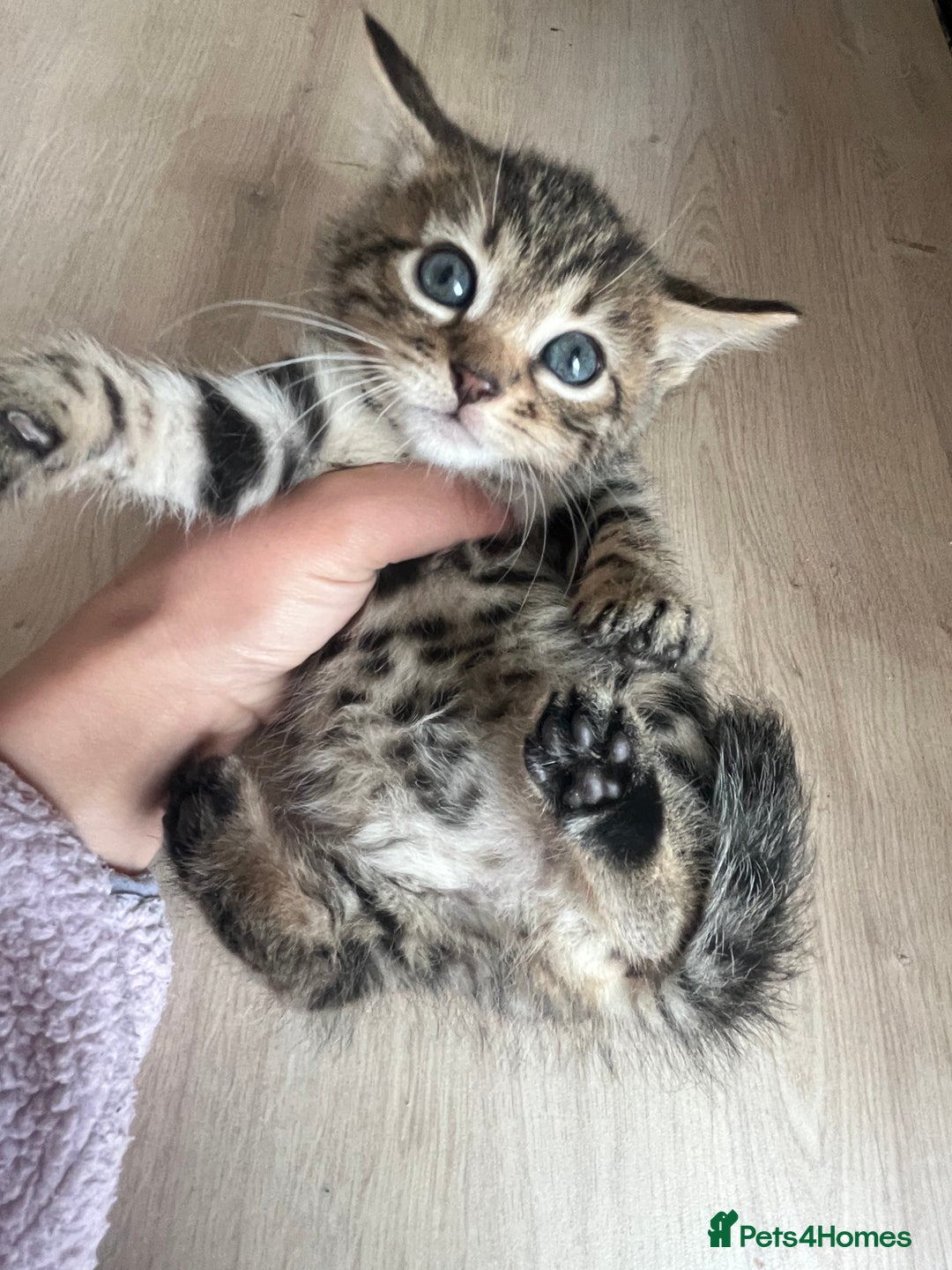 Bengal cats for sale: Bengal kittens - Image 5