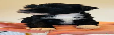 Tibetan Terrier 10