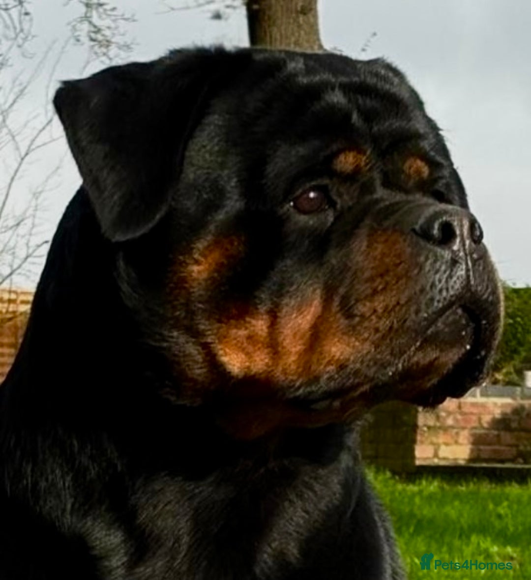 Rottweiler dogs for sale: 🏆 🦍 Elite Level Rottweiler Pups 🦍🏆 - Advert 3