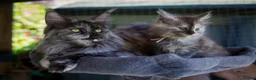 Maine Coon cats for sale: Beautiful fluffy Maine Coon pedigree kittens - Advert 3