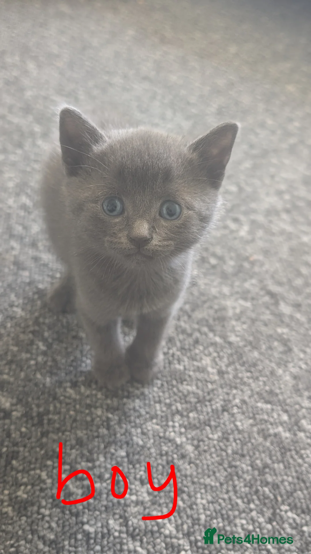 Bengal cats for sale: Blue Bengal cross kittens for sale  - Advert 2
