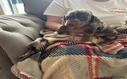 Miniature Dachshund dogs for sale: Miniature dachshund  - Image 21