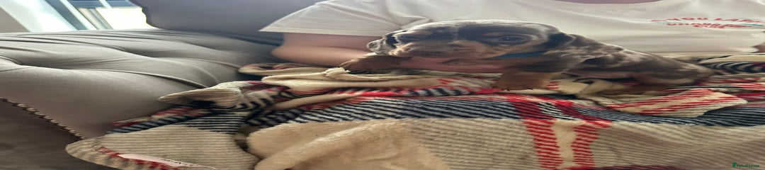 Miniature Dachshund Puppy 2