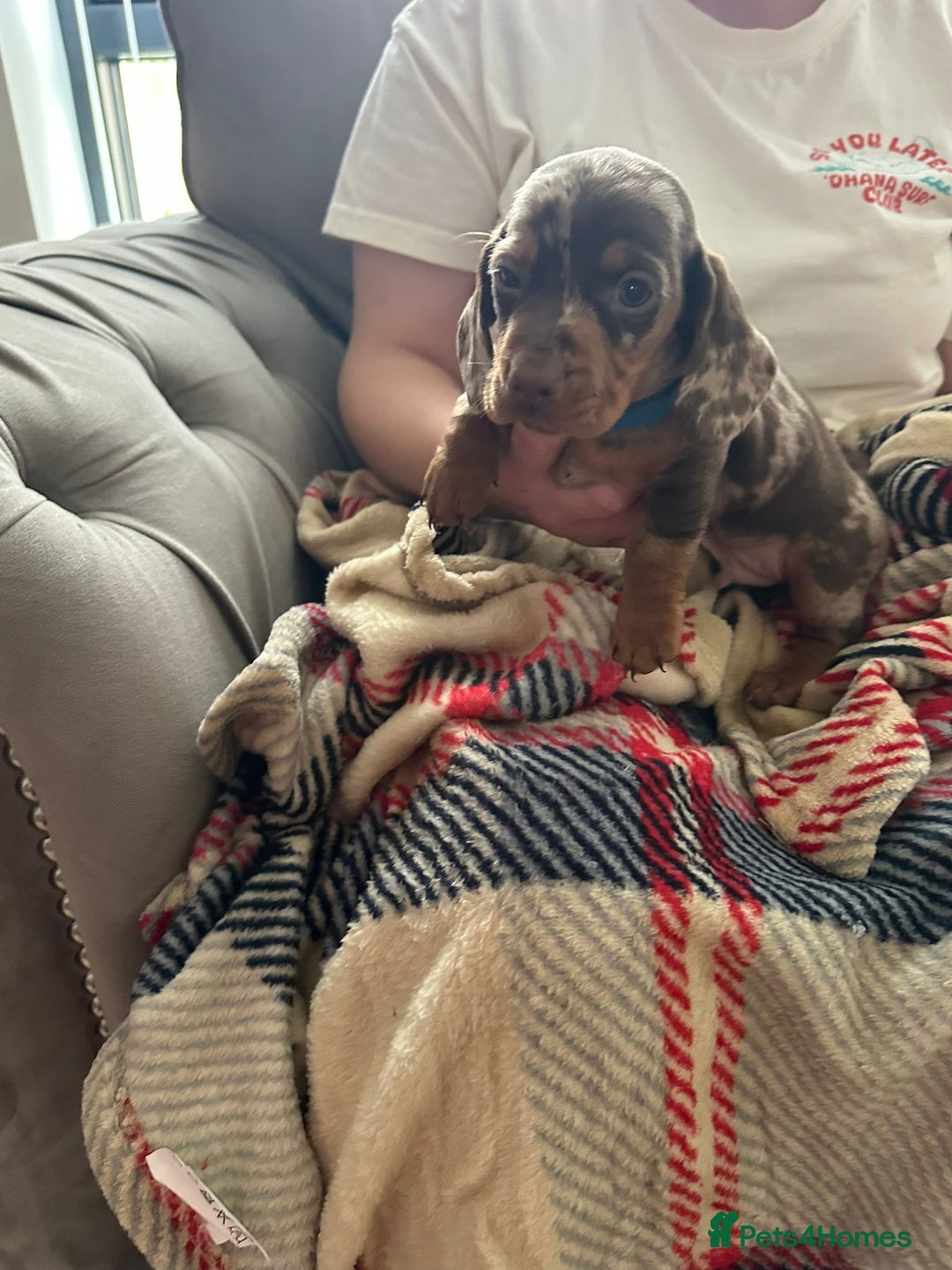 Miniature Dachshund dogs for sale: Miniature dachshund  - Image 21