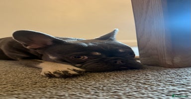 French Bulldog dogs - Advert 9