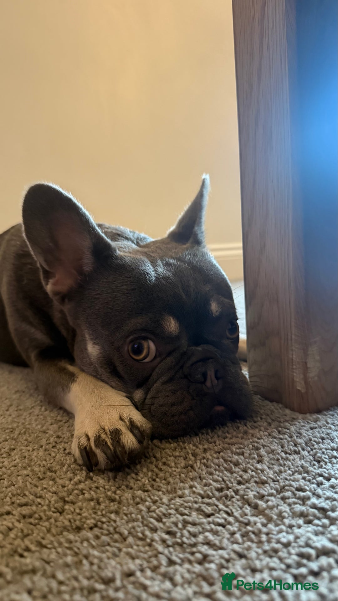 French Bulldog dogs for sale: 1 year old French bulldog - Image 2