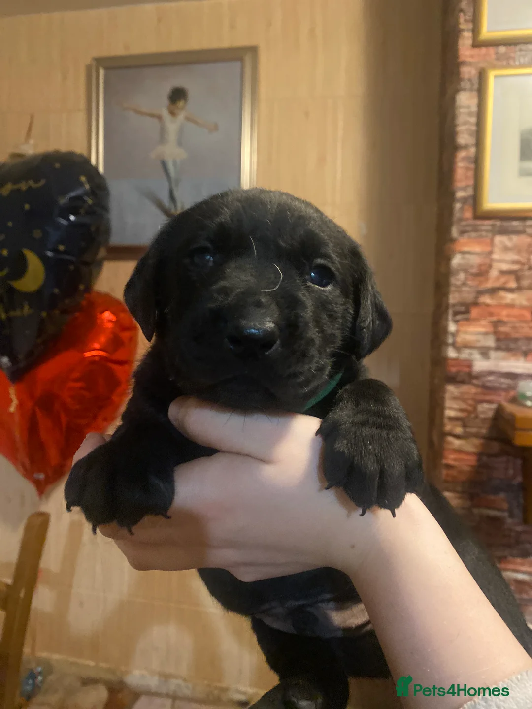 Labrador Retriever dogs for sale: Lovely Labrador puppies  in Bourne - Advert 7