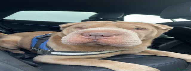 Winston