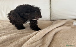Cockapoo dogs for sale: Adorable cockapoo puppies for sale  - Image 6
