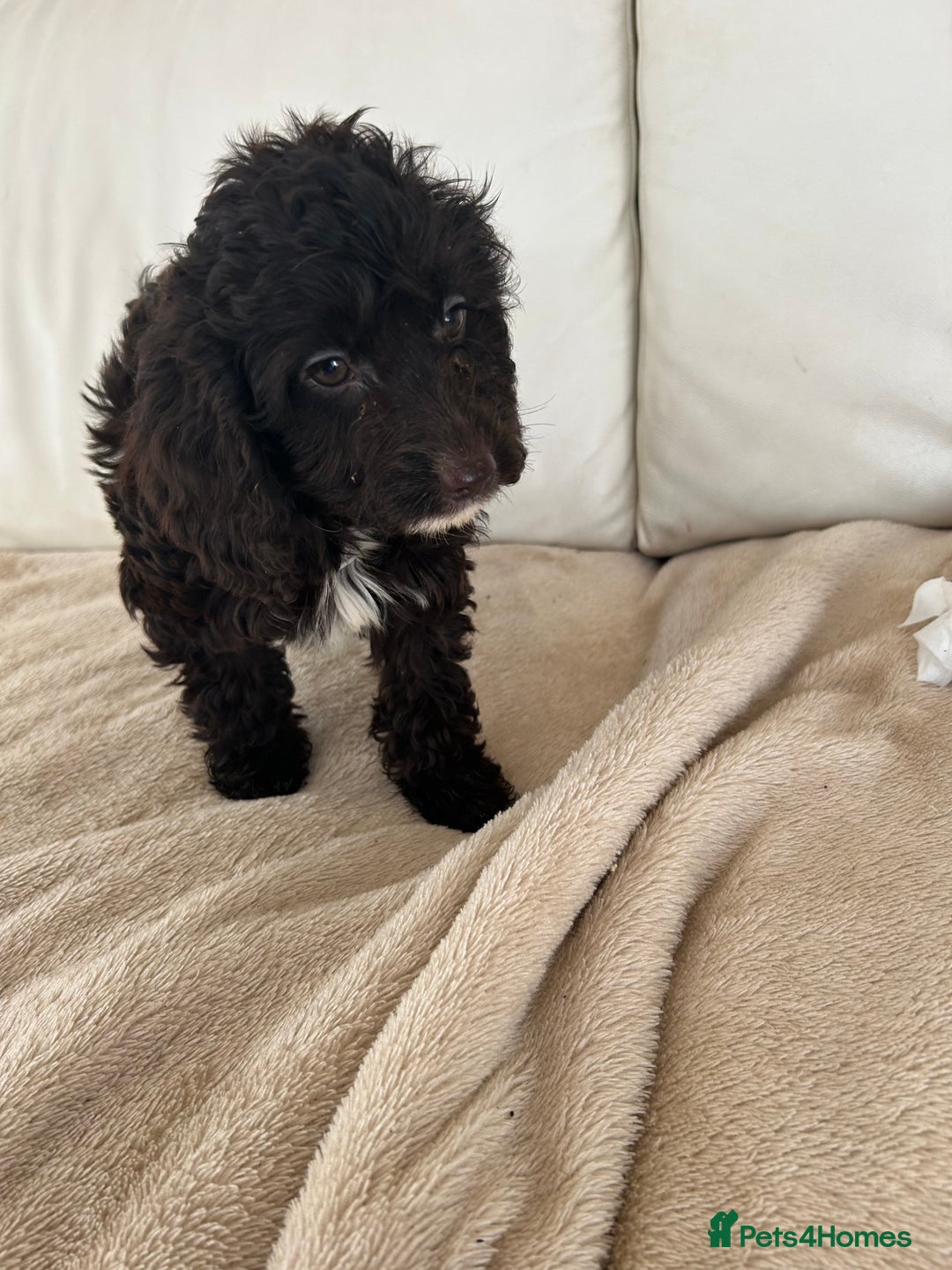 Cockapoo dogs for sale: Adorable cockapoo puppies for sale  - Image 6