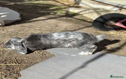 Rex rabbits for sale: Baby rabbits  - Image 8