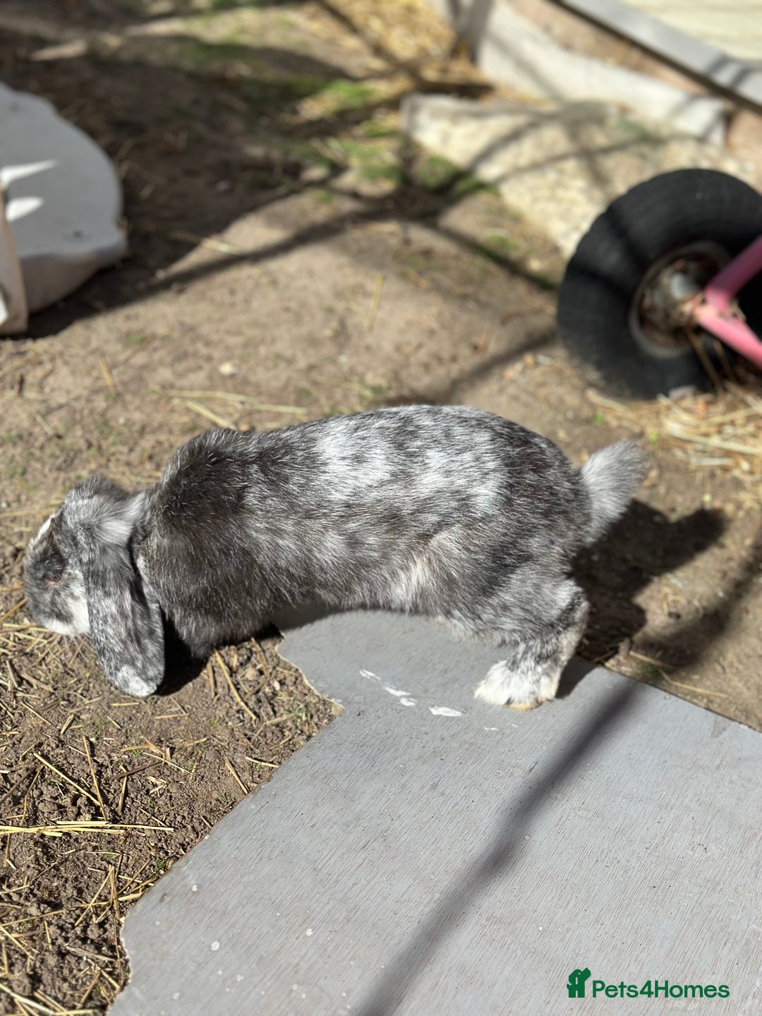 Rex rabbits for sale: Baby rabbits  - Image 8