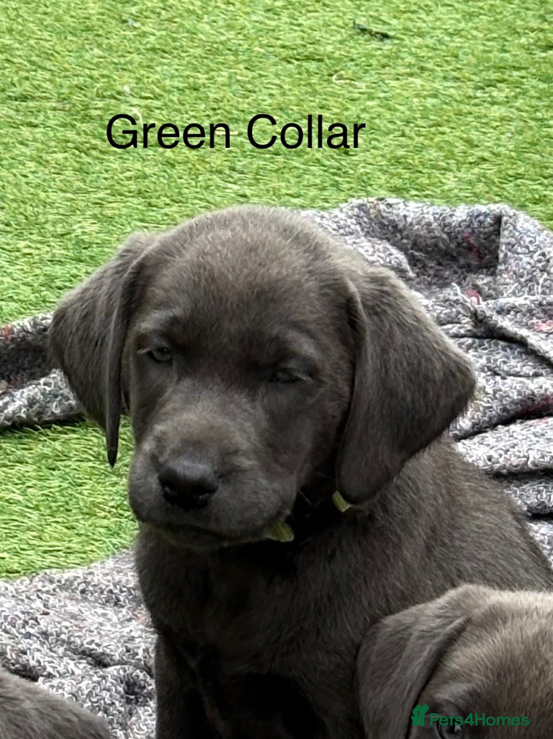 Labrador Retriever dogs for sale: KC Silver, Charcoal & Black Labs for sale - Image 8