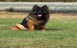 German Shepherd dogs for sale: Top Quality German Shepherd puppies  - Image 13