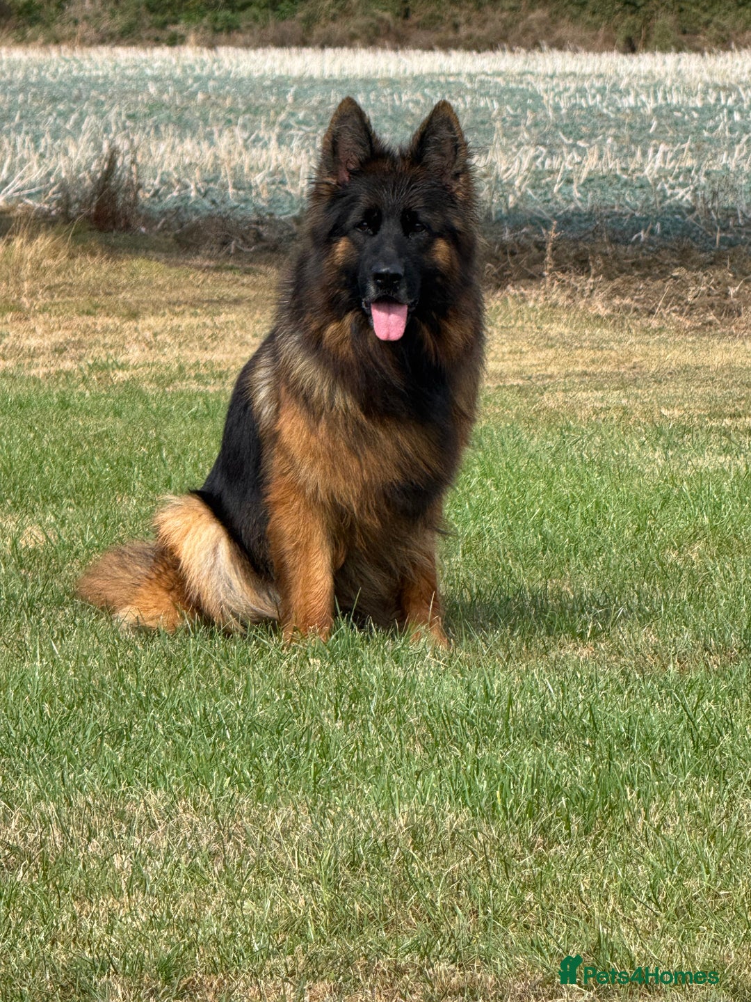 German Shepherd dogs for sale: Top Quality German Shepherd puppies  - Image 13