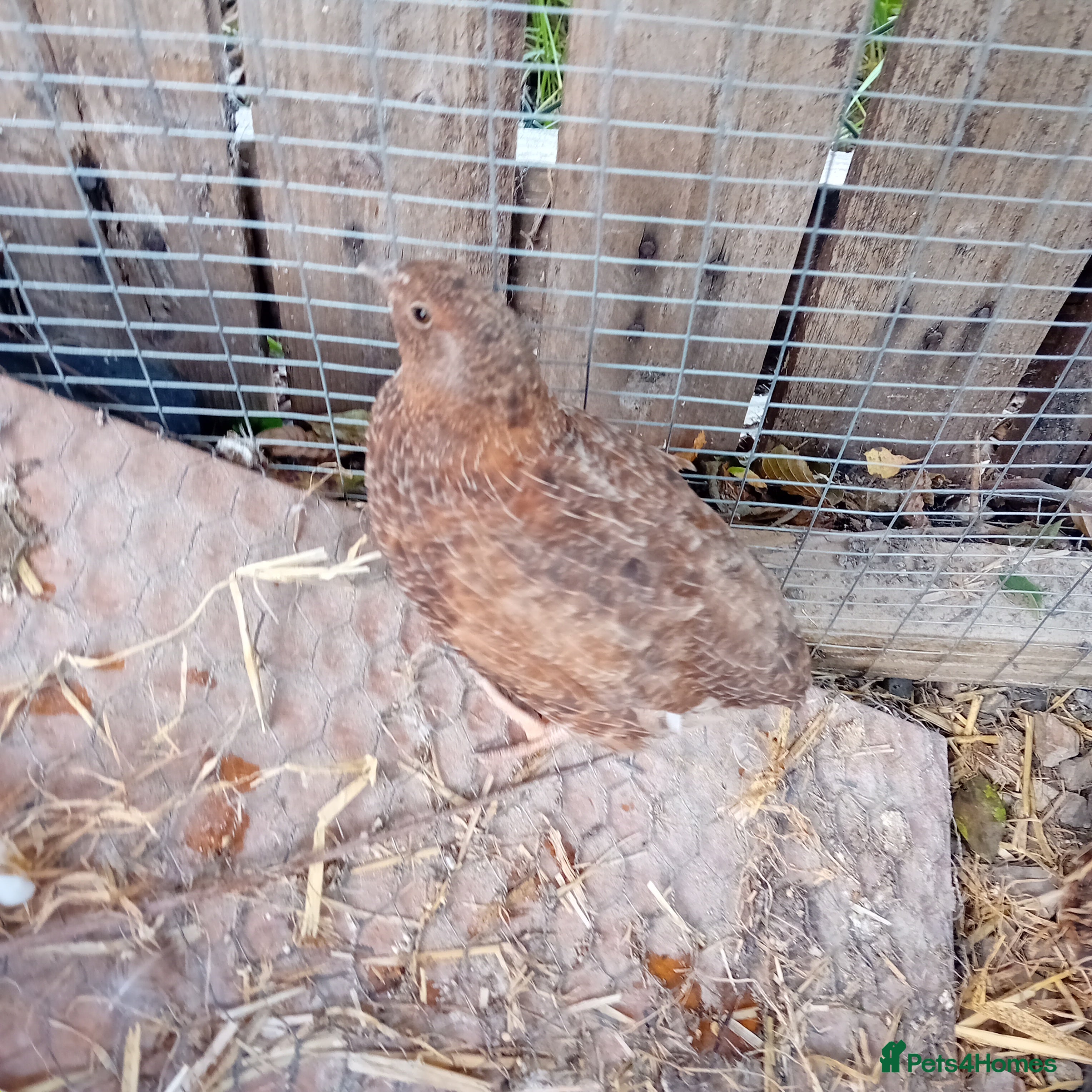 Quail poultry 1 male/cock Japanese quail - Advert 6