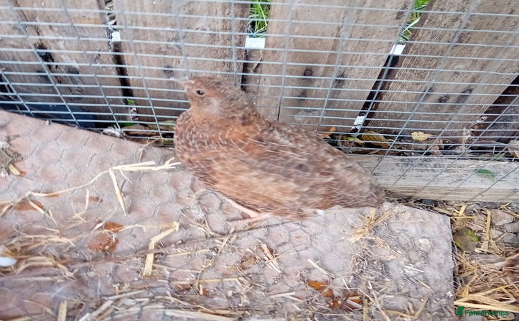 Quail poultry - Advert 10