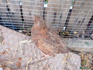 Quail poultry - Advert 10