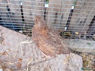 Quail poultry 1 male/cock Japanese quail - still available - Advert 5
