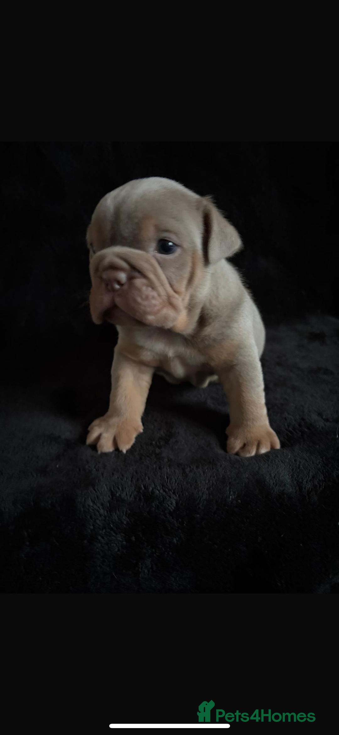 English Bulldog dogs for sale: 2 English bulldog 'lilac' puppies READY 8TH DEC 25 - Advert 39