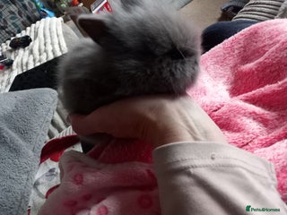 Lionhead rabbits - Advert 1