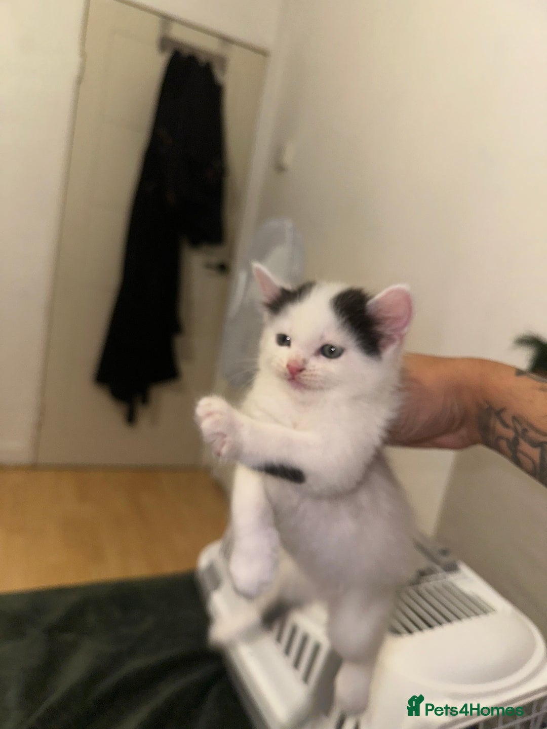 Domestic Shorthair cats for sale: Black & White Kitten for Sale – 7 Weeks Old  - Image 2