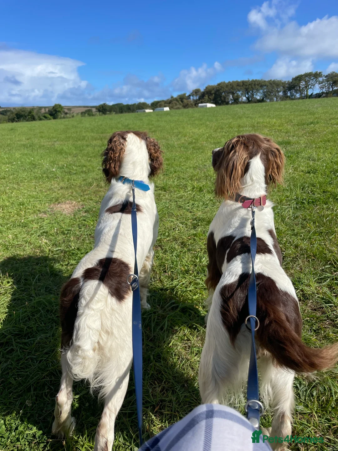 English Springer Spaniel dogs for stud: Proven English Springer Spaniel for stud  in Bude - Advert 7